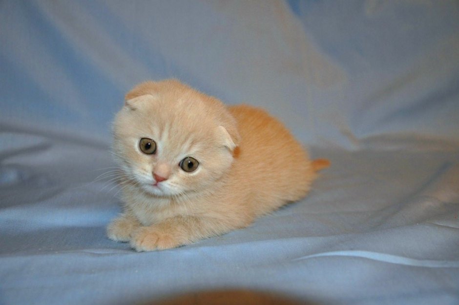 Шотландская вислоухая кошка