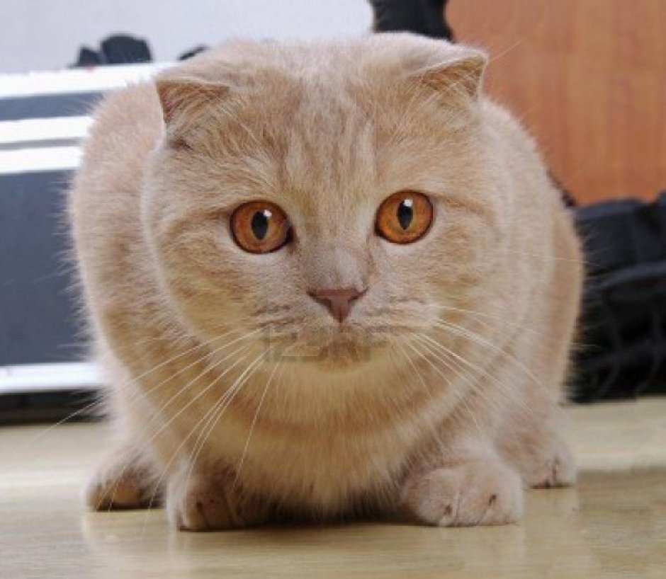 Рыжий скоттиш фолд сидит