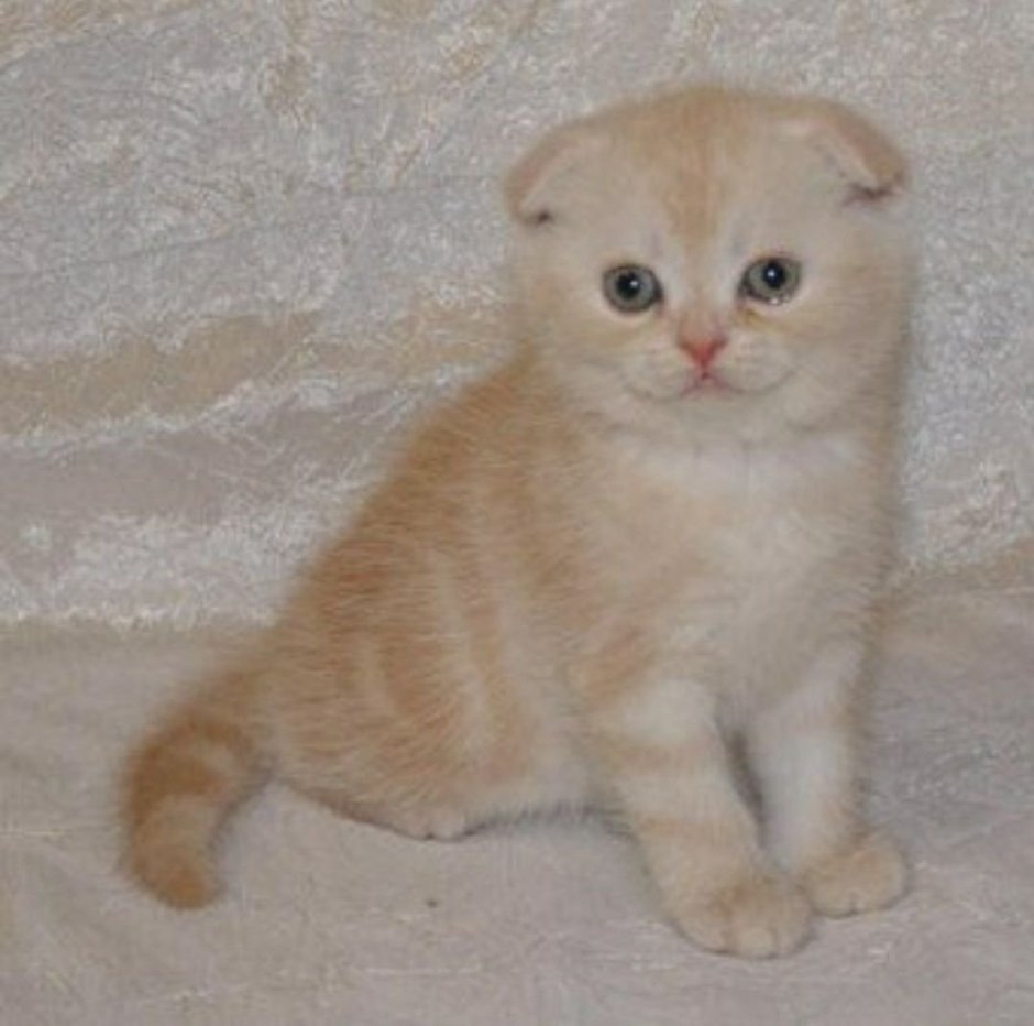 Шотландская вислоухая кошка светло рыжий