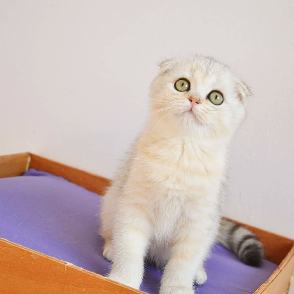Той фолд кошки