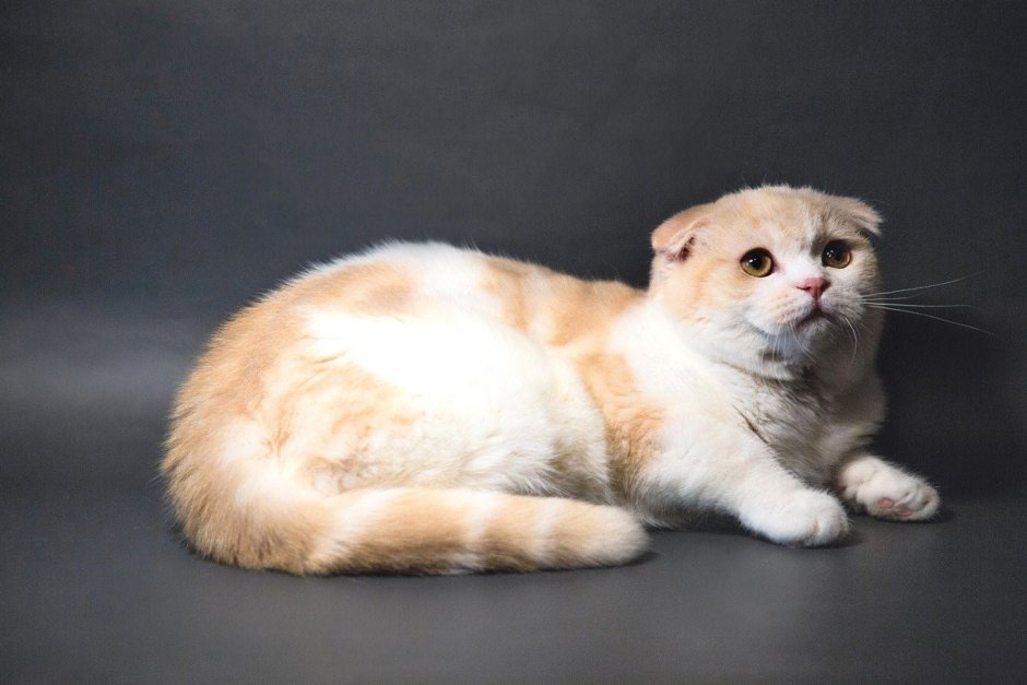 Шотландский вислоухий кот белый питомник