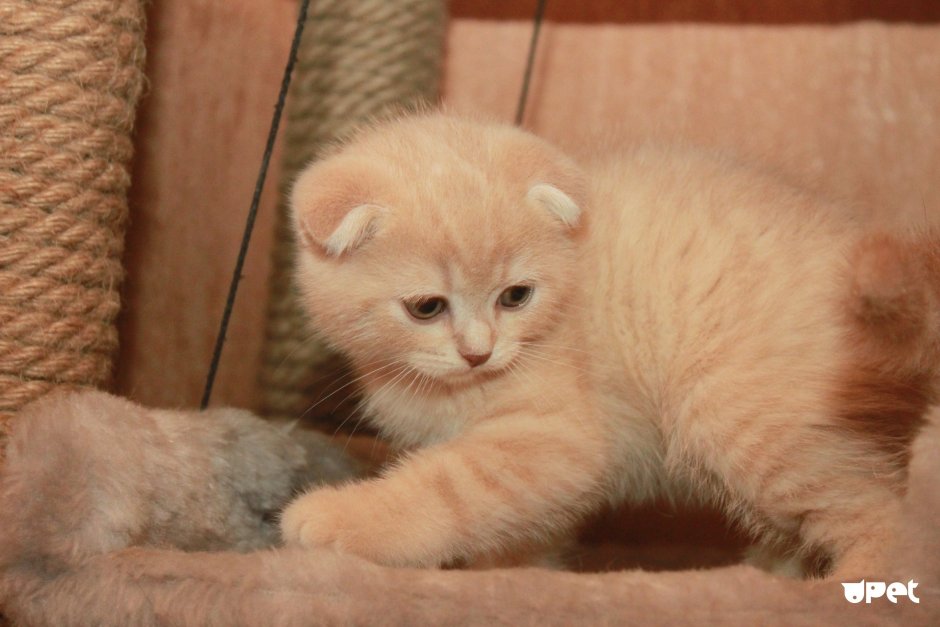 Котенок персиковый скоттиш фолд