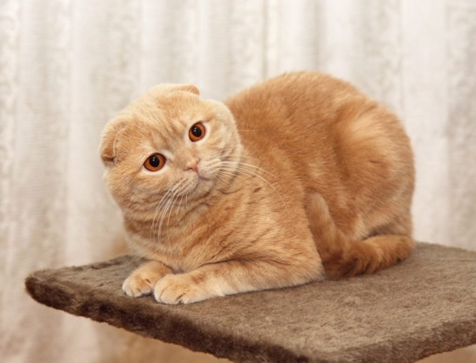 Скоттиш фолд кремовый