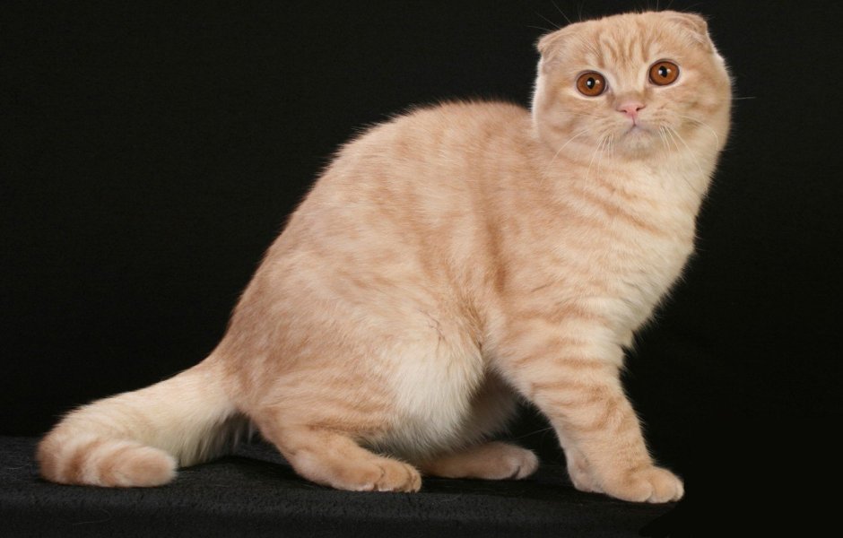 Скоттиш фолд фавн
