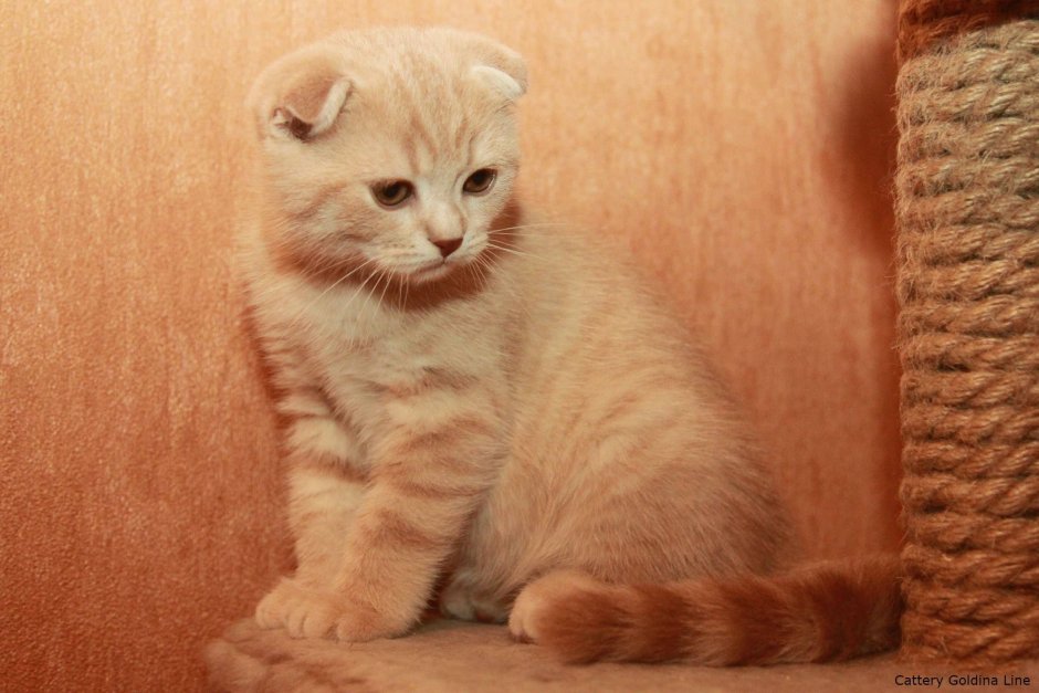Шотландские котята прямоухие желтые