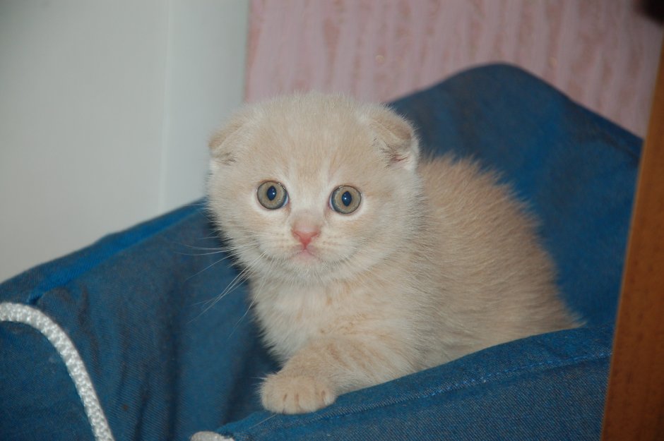 Кот шотландский Нижний