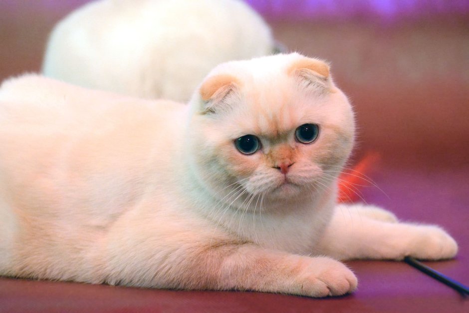 Шотландская вислоухая кошка колор Пойнт