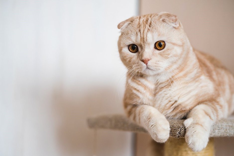 Шотландская вислоухая кошка кремовая
