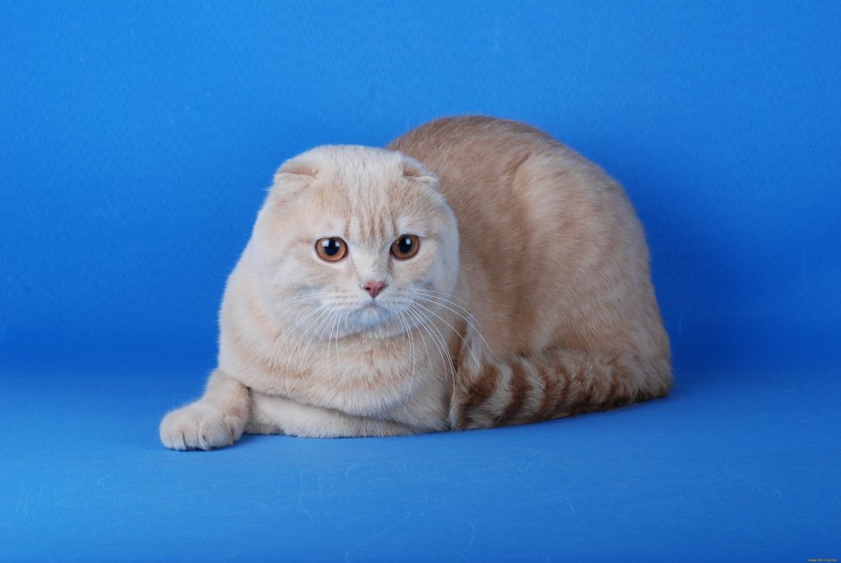 Шотландский вислоухий кот персиковый