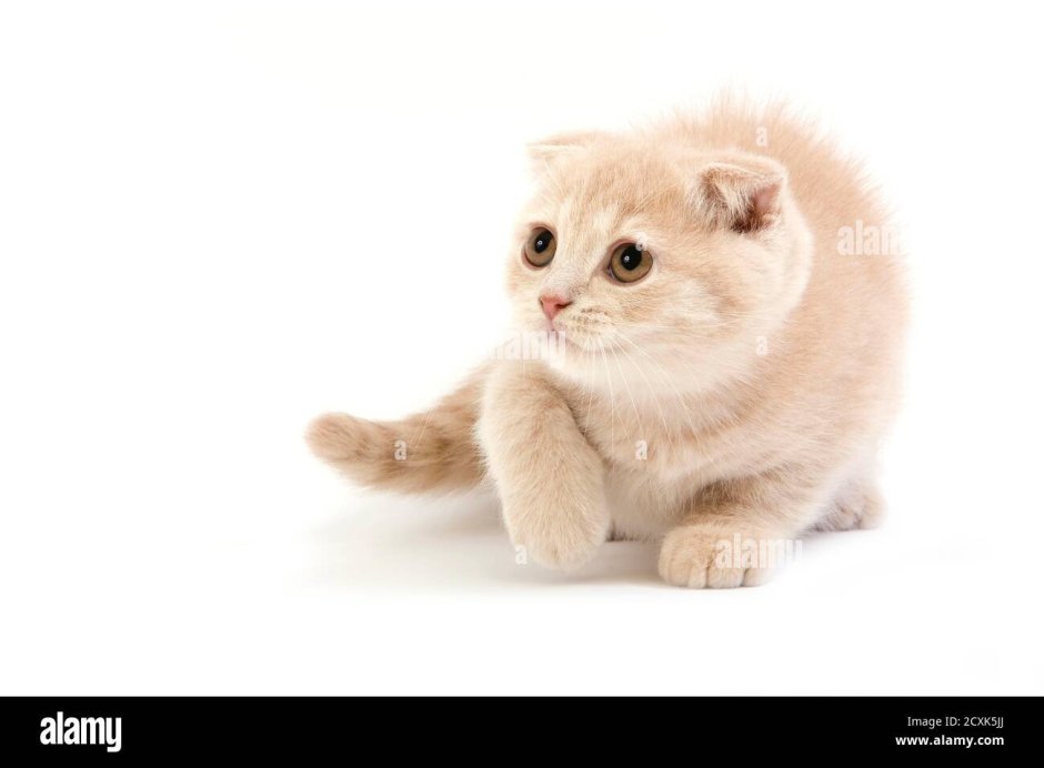 Шотландская вислоухая кошка