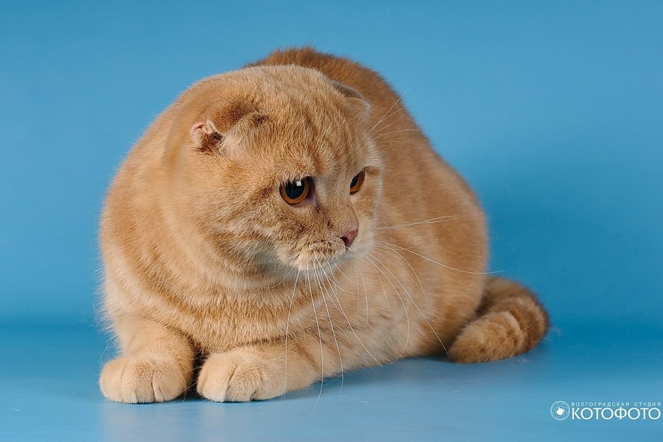 Скоттиш фолд палевый