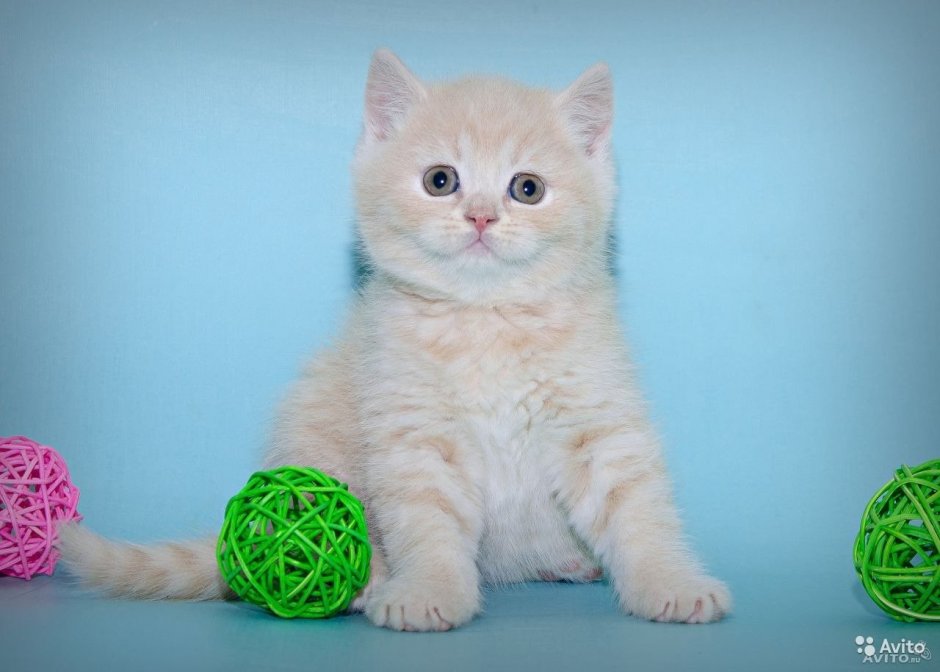 Котята фолд камео