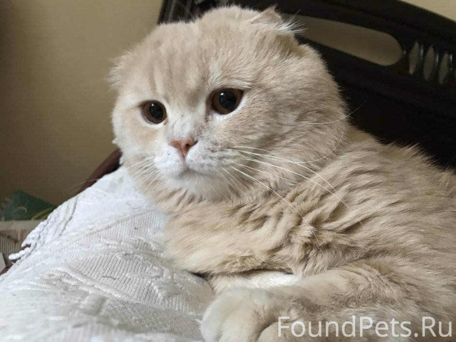 Скоттиш фолд кот персиковый