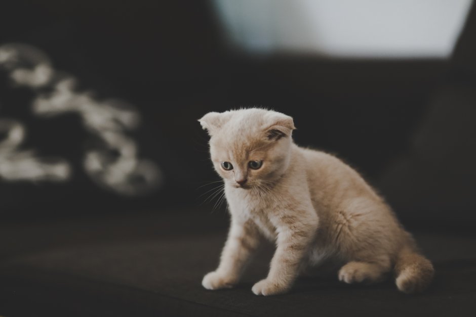 Маленький котенок