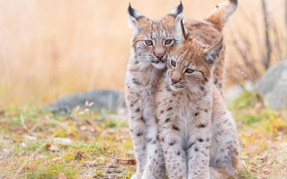 Lynx кот