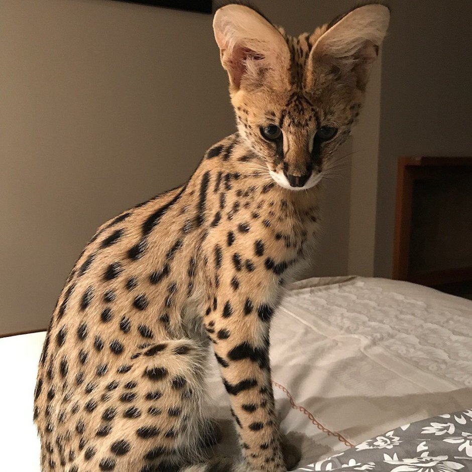 Кошка Саванна и сервал