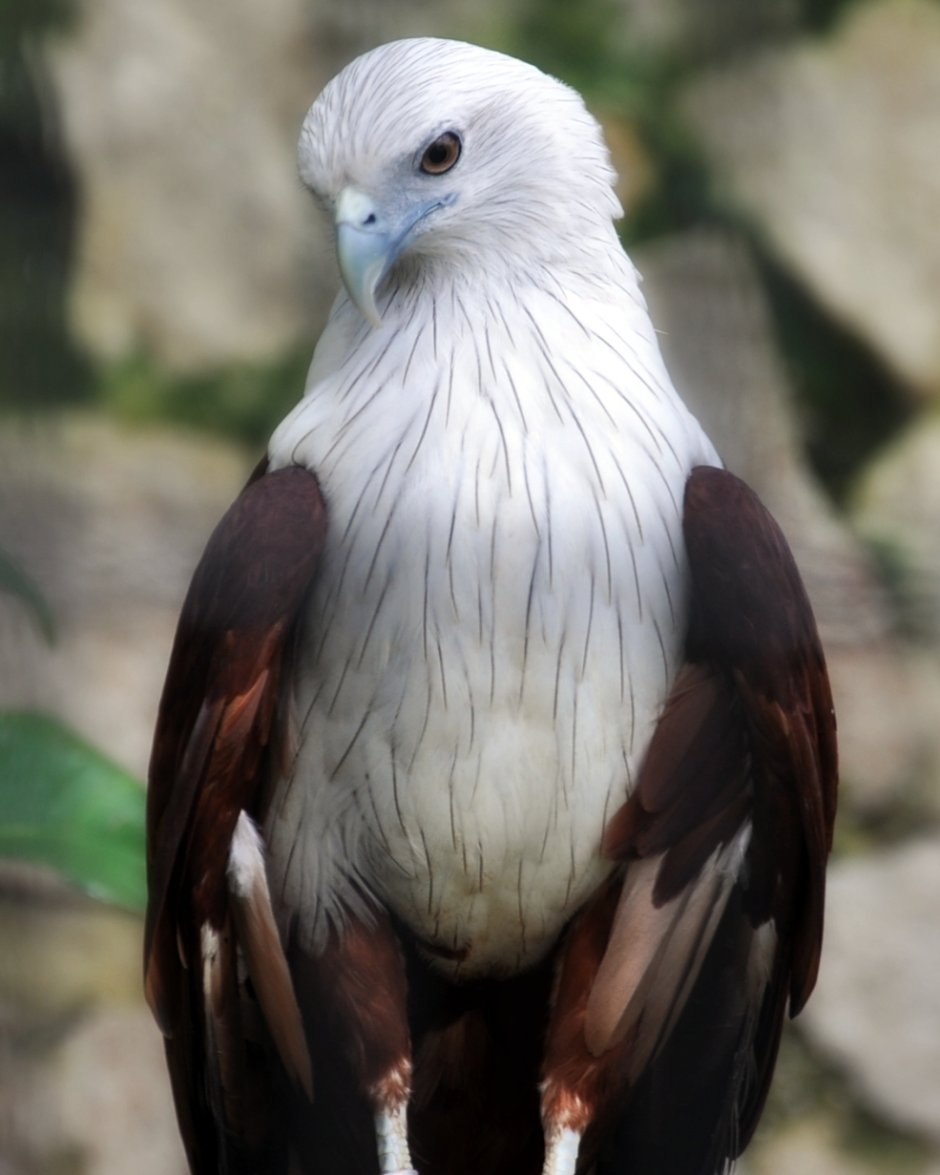 Браминский Коршун