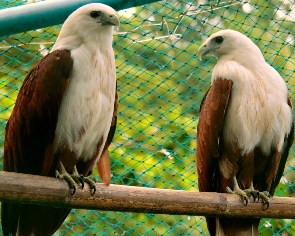 Brahminy Kite areal