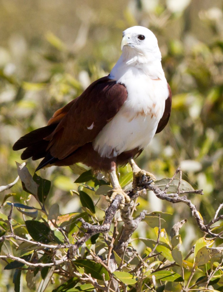 Brahminy Kite areal