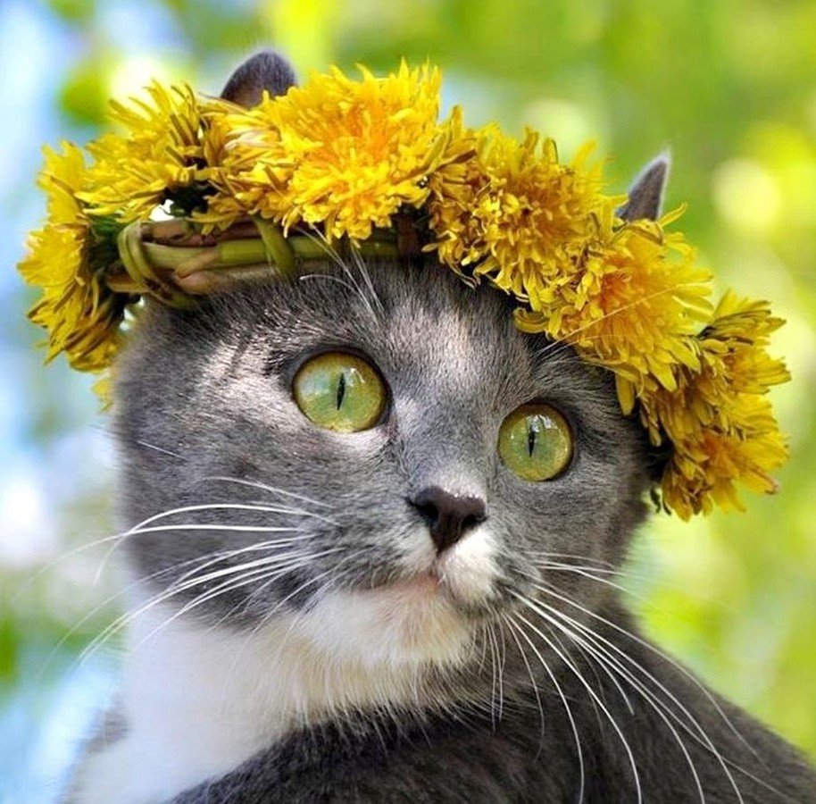 Весенние смешные коты