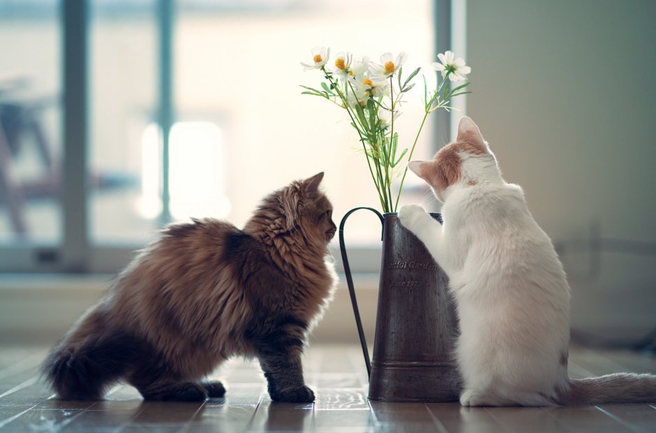 Котёнок с цветком