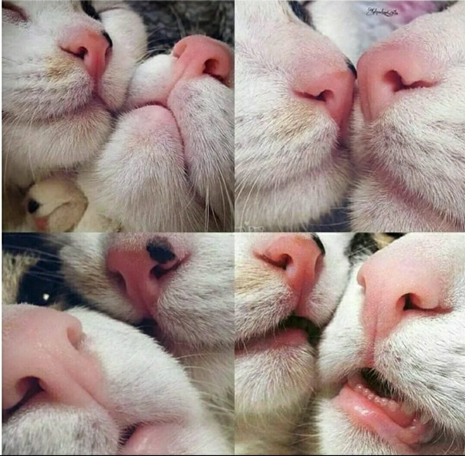 Кошка Кусь