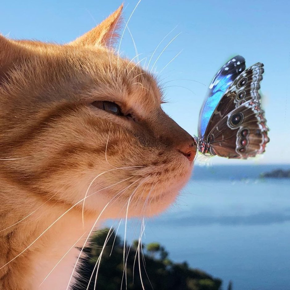 Кошка с бабочками