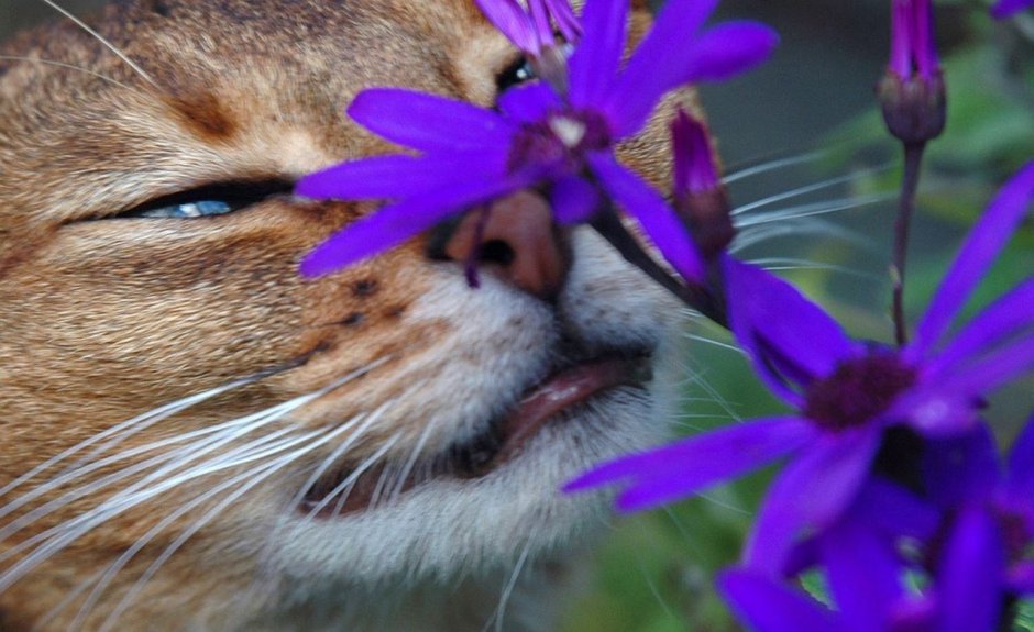 Кошка Весна цветы