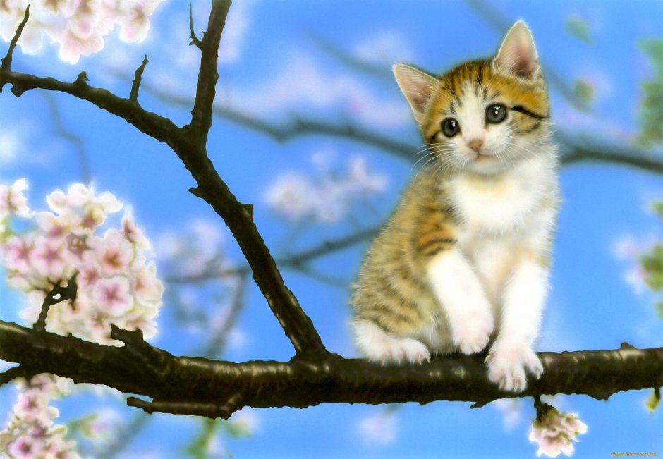 Кот Мэнни