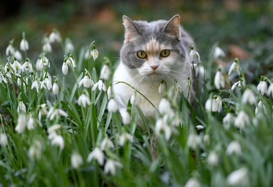 Весенние кошки