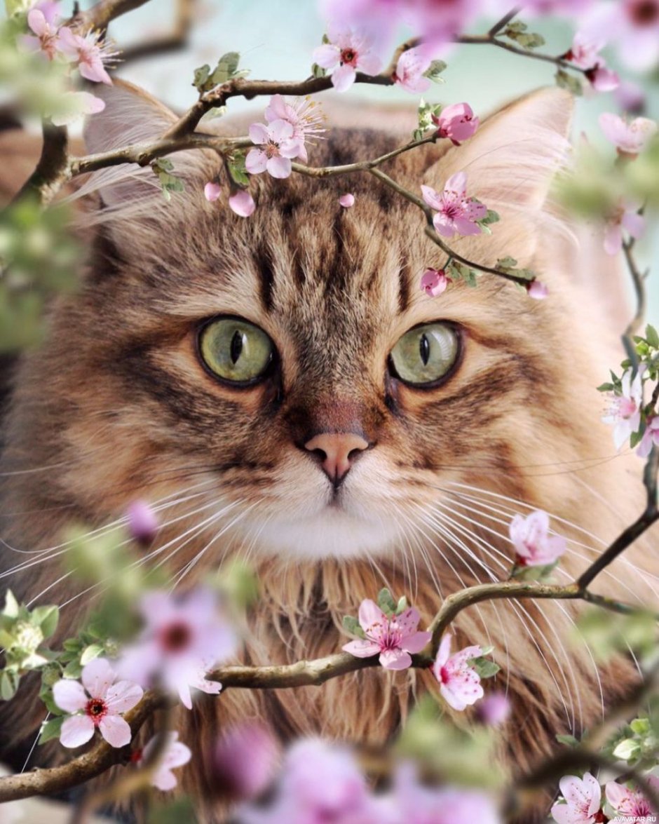 Кошка Весна