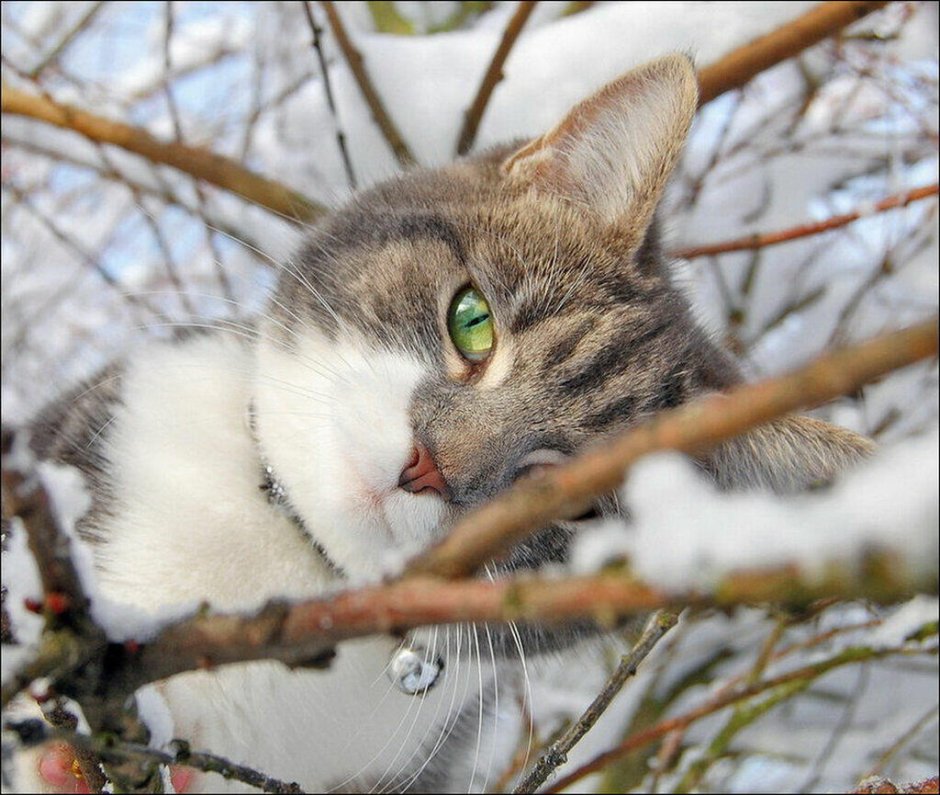 Кошки зимой