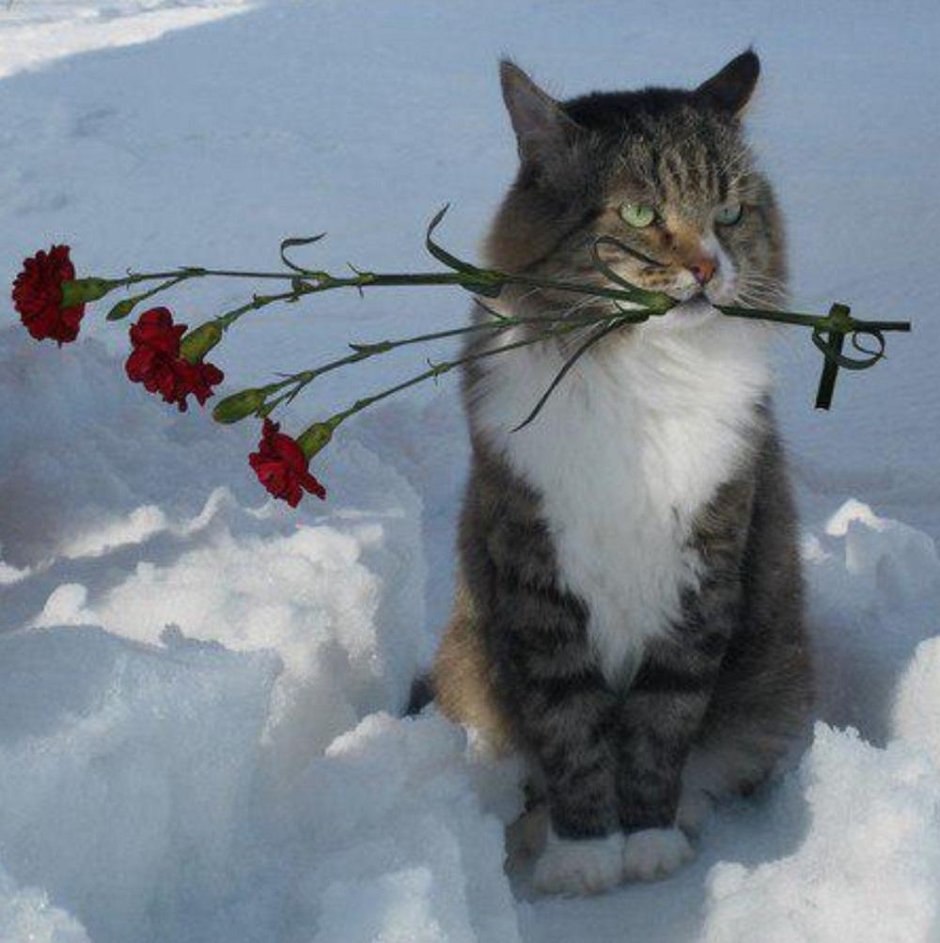 Кот с цветами зимний