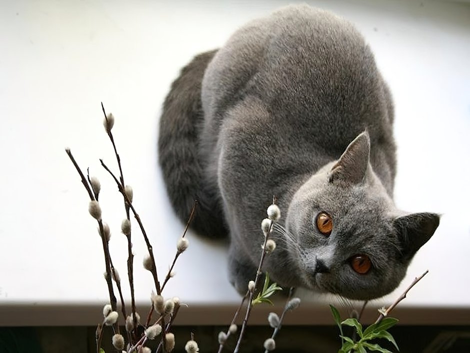 Котик на ветке