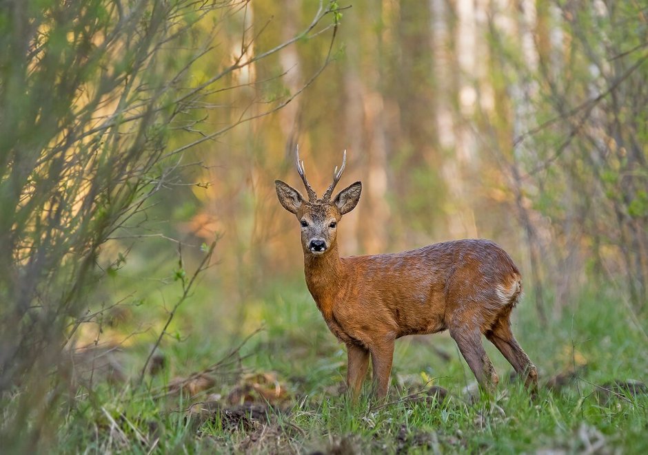 Сибирская косуля capreolus pygargus