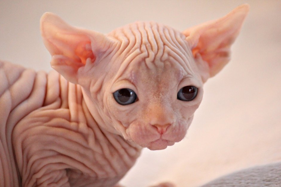 Лысый кот сфинкс котенок
