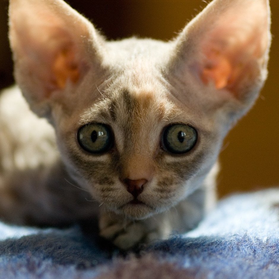 Кошка Добби