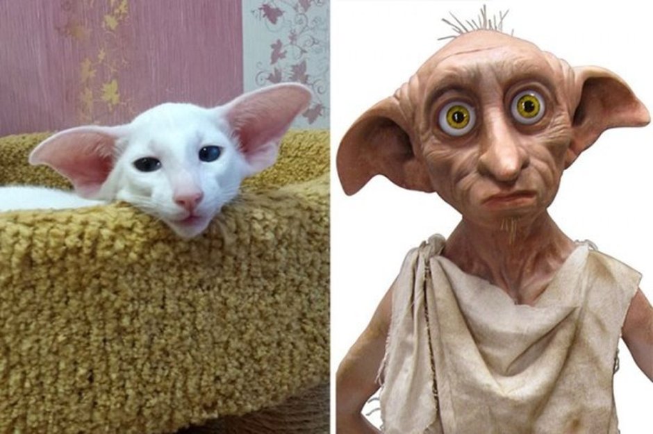 Кот похожий на Добби
