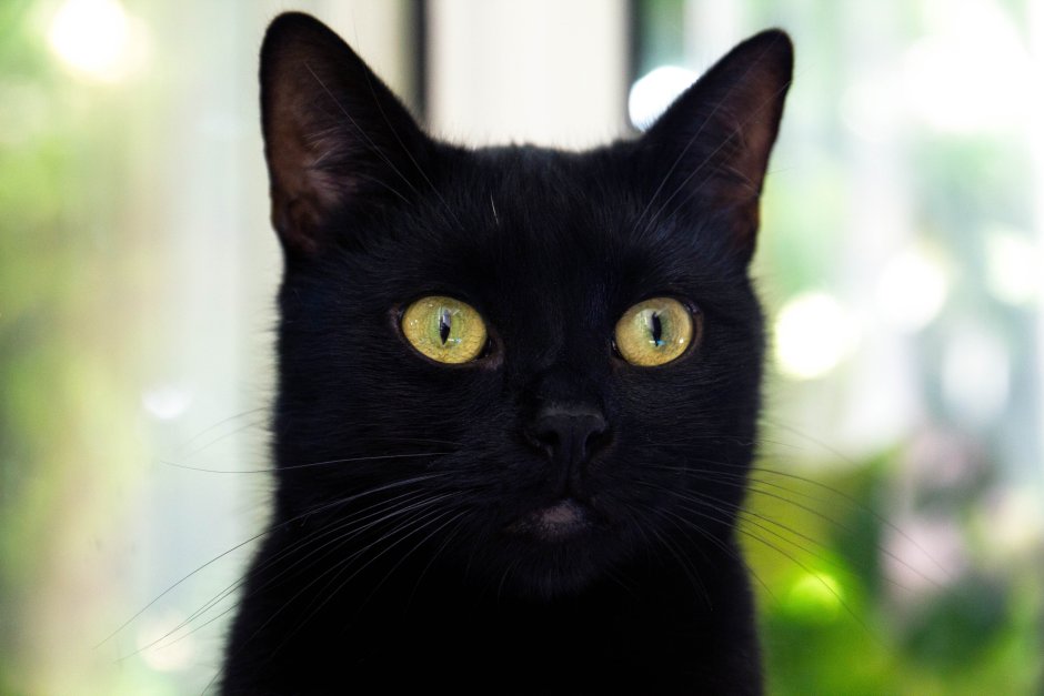 Косоглазый черный кот