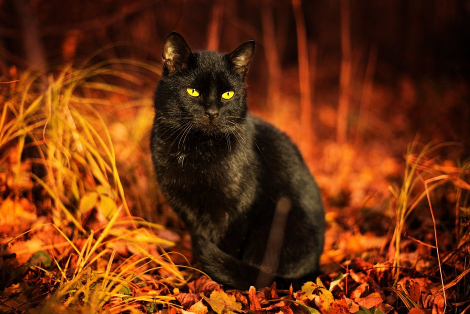 Чёрный кот