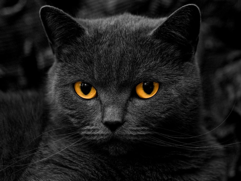 Черная Бомбейская кошка с желтыми глазами