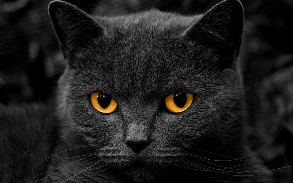 Цитаты про черного кота