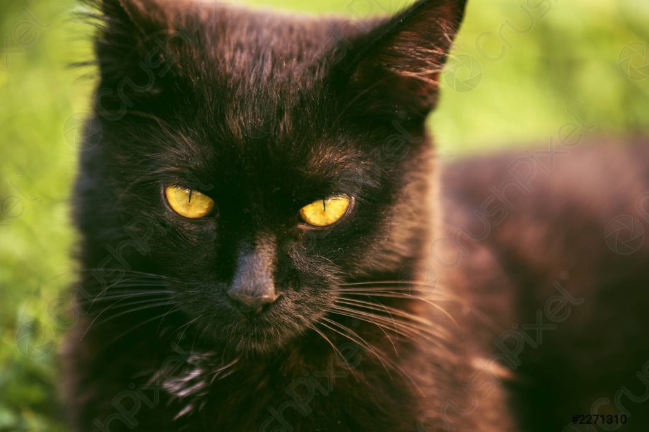 Элитная черная кошка