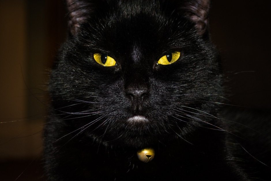 Чёрный кот