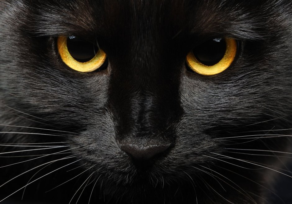 Черная кошка