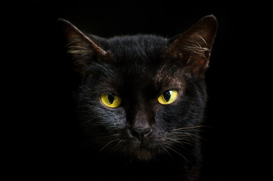 Коты картинки фото