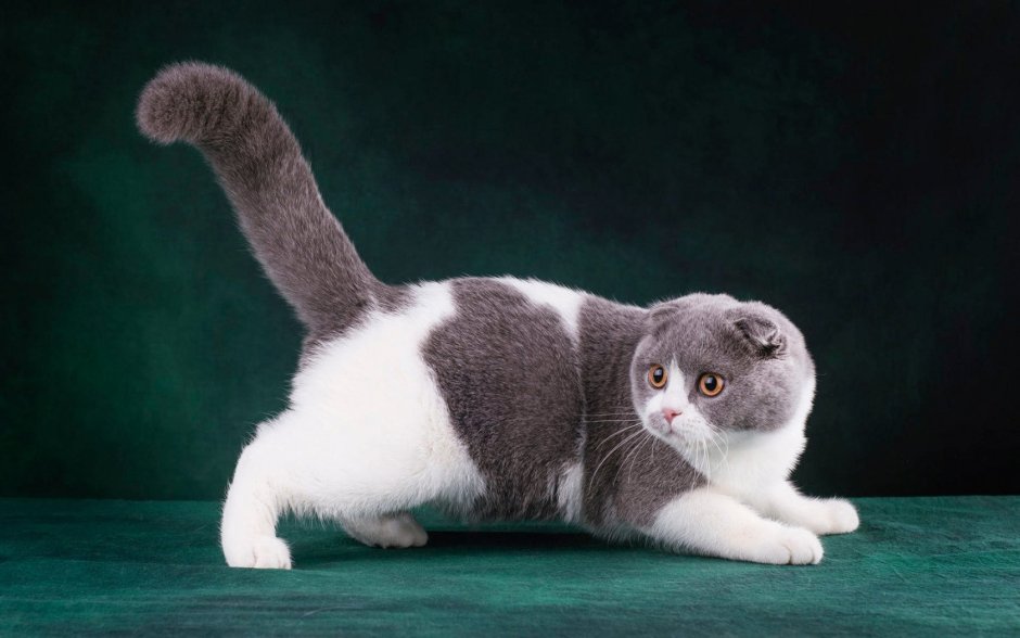 Кот Манчкин вислоухий