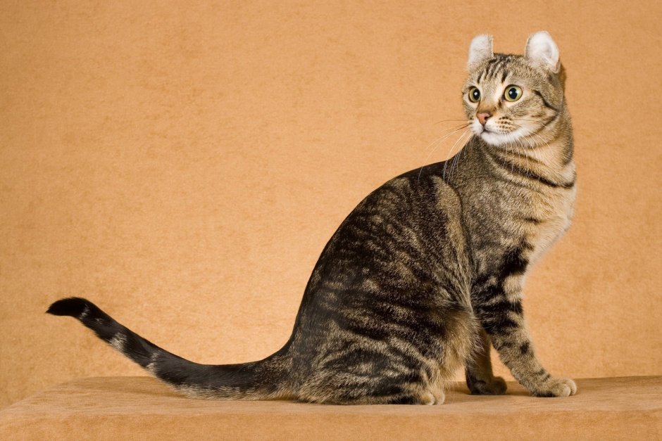Кёрл кошка короткошерстная