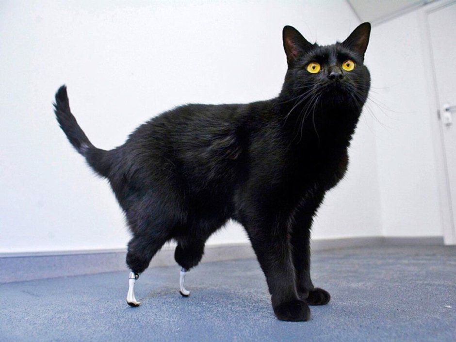 Ноэль Фицпатрик и кот Оскар