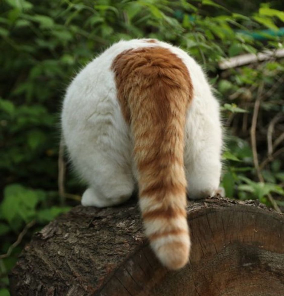 Кошачий хвост